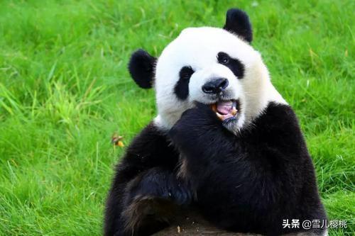 熊猫吃肉_熊猫吃肉吗秒懂百科